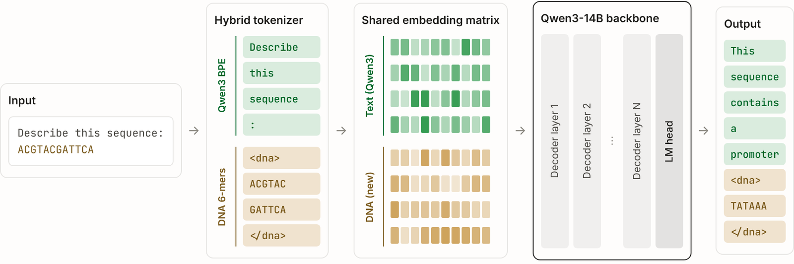 Pipeline diagram: an input mixing English and DNA goes into a hybrid tokenizer that cuts the English with Qwen3 BPE and the DNA into 6-mers between dna tags; both token types index one shared embedding matrix, split into text rows from Qwen3 and new DNA rows; the Qwen3-14B decoder layers and LM head produce an output that mixes English words and tagged DNA.
