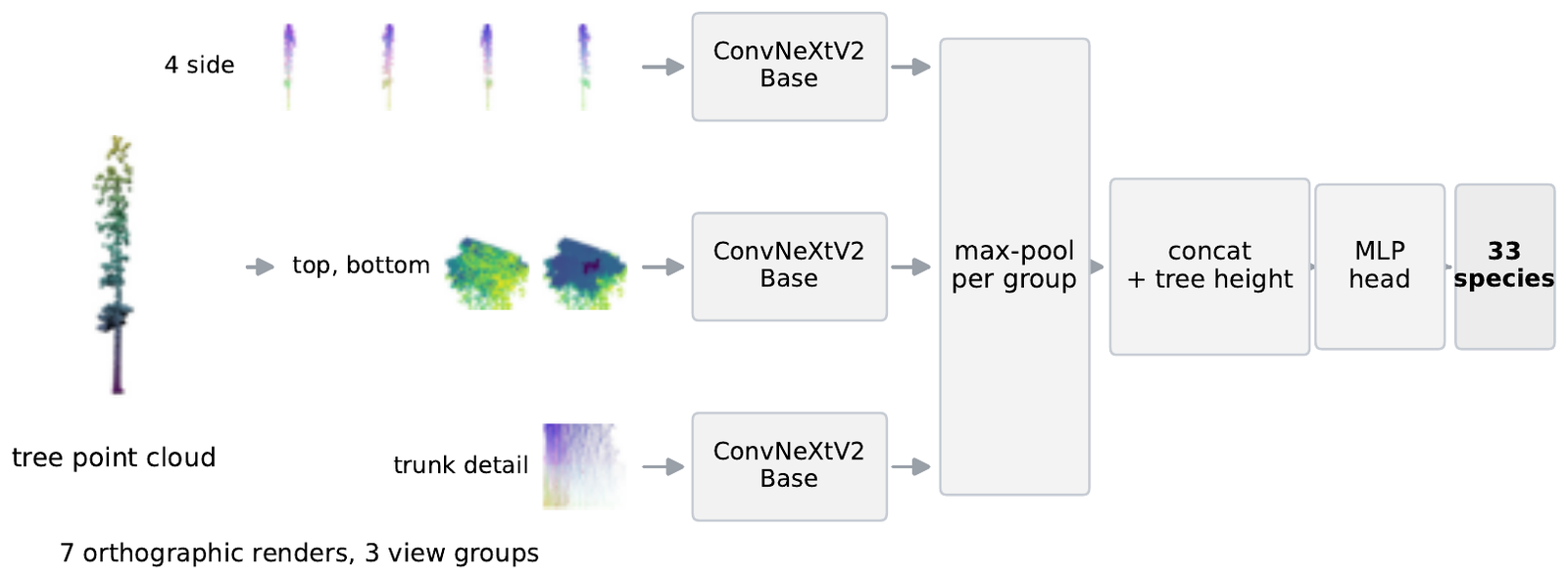 Pipeline diagram: a tree point cloud is rendered into four side views, a top and a bottom view and a trunk-detail view; each of the three view groups goes into its own ConvNeXtV2-Base; the features are max-pooled per group, concatenated with tree height, passed through an MLP head, and classified into 33 species.
