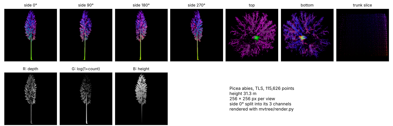 Top row: seven renders of one Norway spruce, four tall narrow side views, a round top and bottom view and a nearly empty trunk-slice view, in false colour on black. Bottom row: the first side view split into three greyscale channels: depth, log point count, and height.