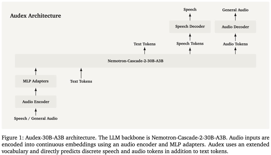Audex architecture: speech or general audio enters an audio encoder and MLP adapters into the Nemotron-Cascade-2-30B-A3B backbone alongside text tokens; the backbone emits text tokens directly, speech tokens into a speech decoder, and audio tokens into an audio decoder.