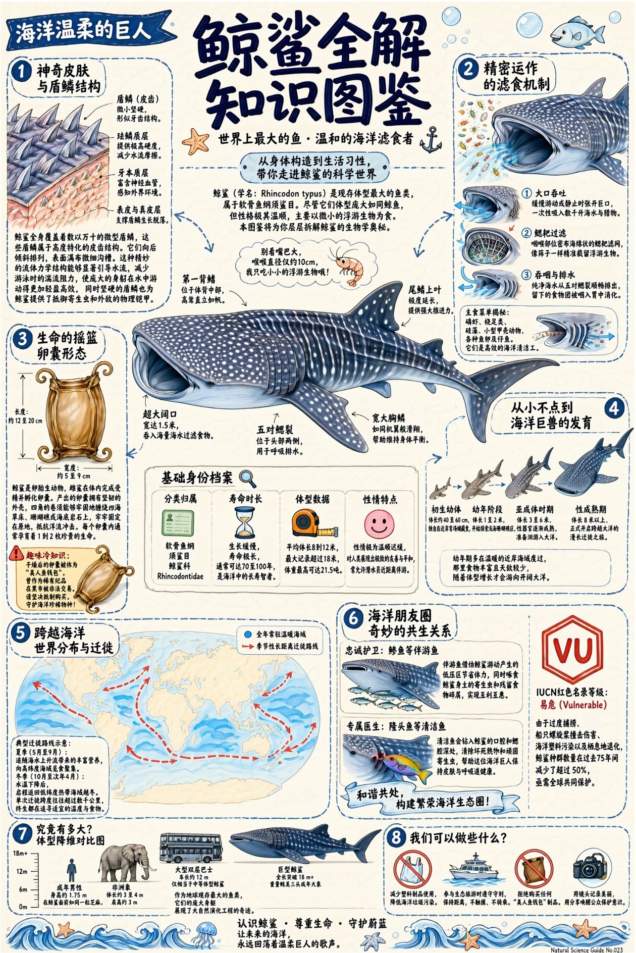 A dense, illustrated knowledge infographic about whale sharks, combining labelled illustrations with large amounts of small body text across multiple regions.
