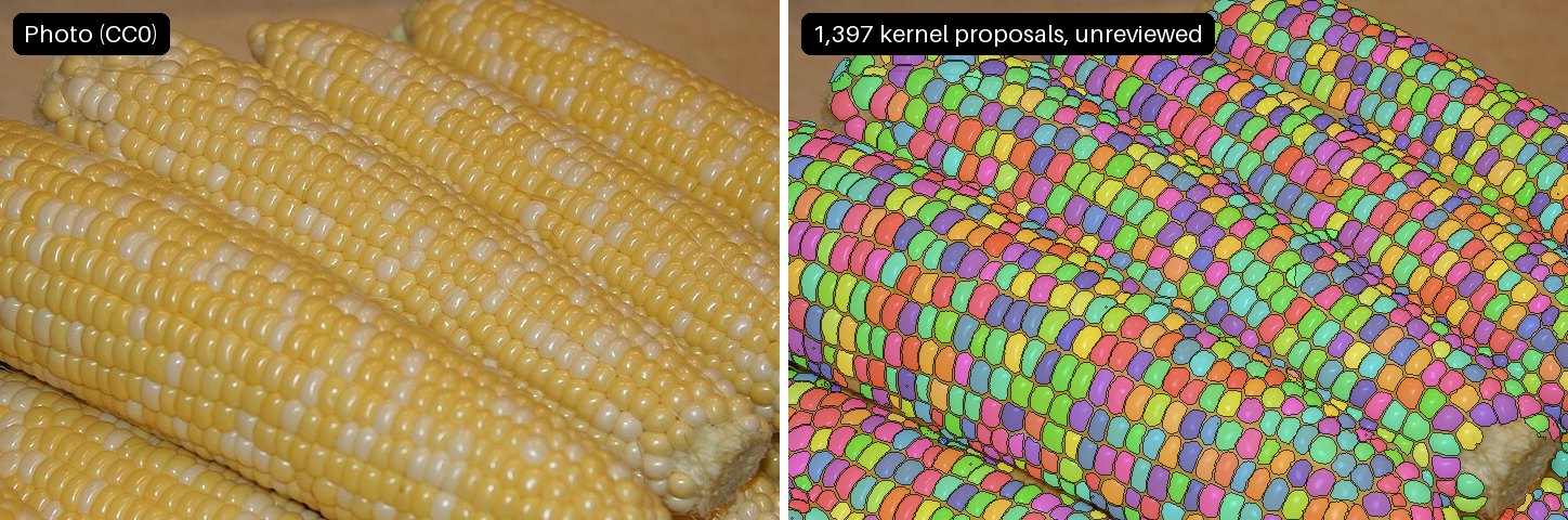 Two panels side by side. Left: a photo of several husked corn cobs on a tray, labelled Photo (CC0). Right: the same photo with almost every kernel filled in a different bright colour with a dark outline, labelled 1,397 kernel proposals, unreviewed.