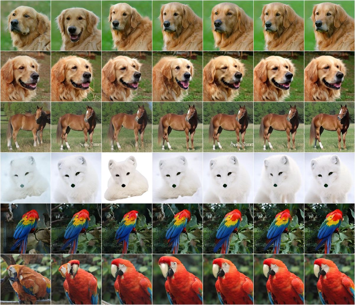 A grid of ImageNet samples, six rows by seven columns: golden retriever faces, a second golden retriever, a chestnut horse in a field, a white arctic fox in snow, a blue-and-yellow macaw, and a red macaw. Across each row the image is nearly the same, with small changes in fur, pose and background from left to right.